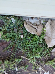 Evolvulus nummularius