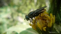 Asemosyrphus mexicanus