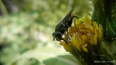 Asemosyrphus mexicanus