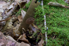 Boletellus chrysenteroides