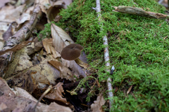 Boletellus chrysenteroides