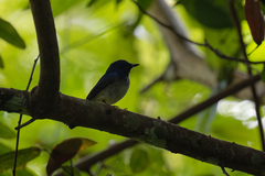 Cyornis hainanus