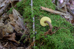 Boletellus chrysenteroides