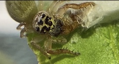 Opisthoncus polyphemus