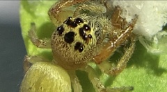 Opisthoncus polyphemus