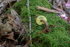 Boletellus chrysenteroides