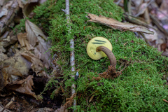 Boletellus chrysenteroides