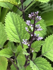 Plectranthus