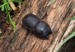 Geodorcus helmsi