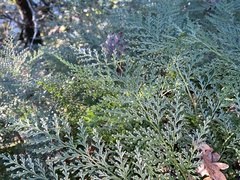 Davallia canariensis