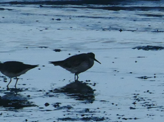 Calidris tenuirostris