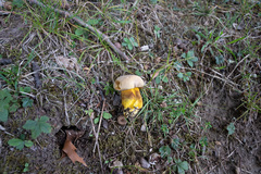 Boletus auripes