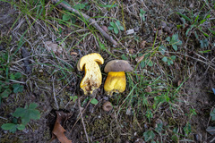 Boletus auripes