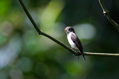 Muscicapa dauurica