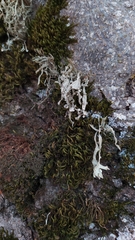 Ramalina fraxinea