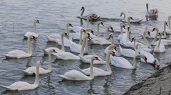 Cygnus olor