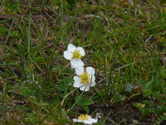 Fragaria nubicola