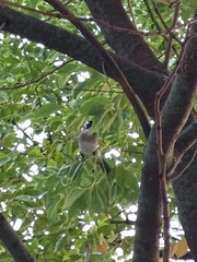 Pycnonotus sinensis formosae