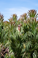 Protea lepidocarpodendron