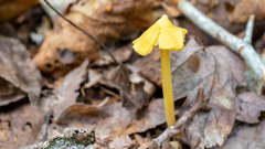 Entoloma murrayi