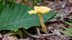 Entoloma murrayi