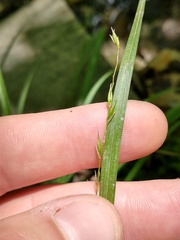 Carex debilis