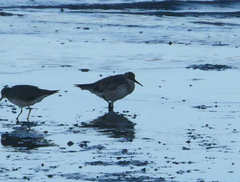 Calidris tenuirostris