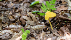 Entoloma murrayi