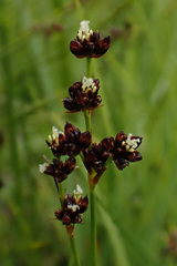 Juncus alpinoarticulatus