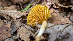 Entoloma murrayi
