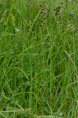 Juncus alpinoarticulatus
