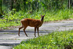 Muntiacus vaginalis