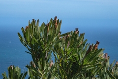 Protea lepidocarpodendron