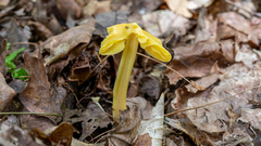 Entoloma murrayi