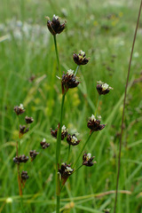 Juncus alpinoarticulatus