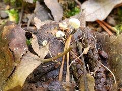 Marasmius epiphyllus