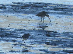 Limosa lapponica