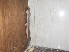 Hemidactylus bowringii