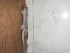 Hemidactylus bowringii