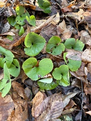 Asarum