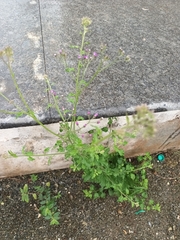 Cyanthillium cinereum