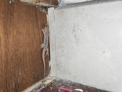 Hemidactylus bowringii