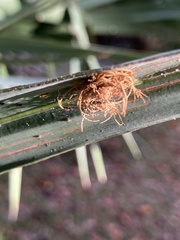 Hemisphaerota cyanea