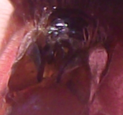 Sympetrum rubicundulum