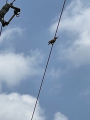 Colaptes campestris campestris