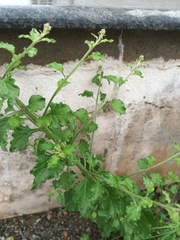 Cyanthillium cinereum