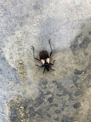 Microtomus purcis