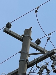 Colaptes campestris campestris