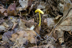 Entoloma murrayi