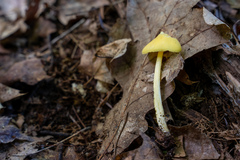 Entoloma murrayi
